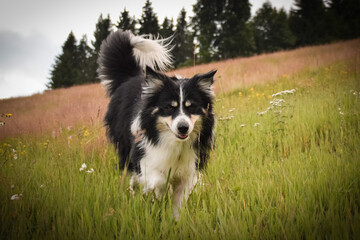 Obraz premium border collie is running in the field in the nature, in mountain in czech republic. She is very happy.