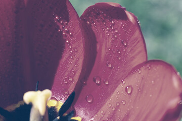 Pastel toned tulip flower with rain waterdrops shining under bright sunlight