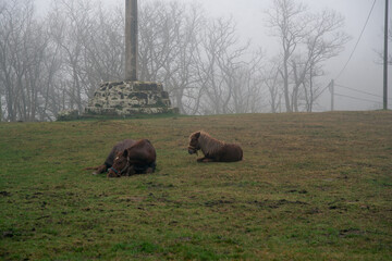yegua descansando con su potro en un monte con niebla