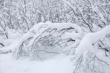 winter forest landscape, tree branches bent under the weight of snow, deep fresh clean snow after snowfall