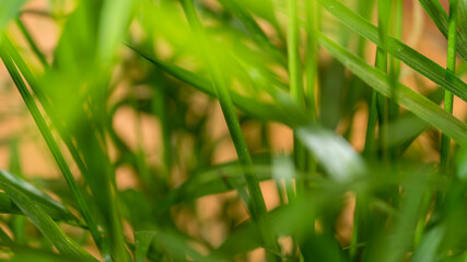 Green palm tree leaves background