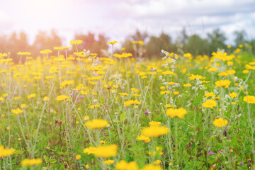 Countryside field with lot of yellow anthemis tinctoria flowers also called as dog-fennel or mayweed on bright sunlight.