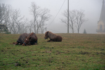 yegua descansando con su potro en un monte con niebla