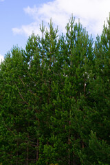 Vertical format photo of evergreen pine trees on blue summer sky background