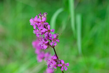 Pinl colored Viscaria vulgaris flowers also known as the sticky catchfly or clammy campion on green blurred background with bokeh effect.