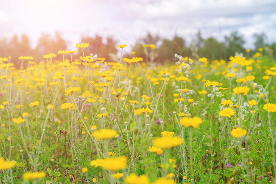 Countryside field with lot of yellow anthemis tinctoria flowers also called as dog-fennel or mayweed on bright sunlight.