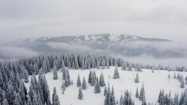  Flying over endless spruce treetops covered in snow and ice. Aerial view of stunning snowy pine forest 