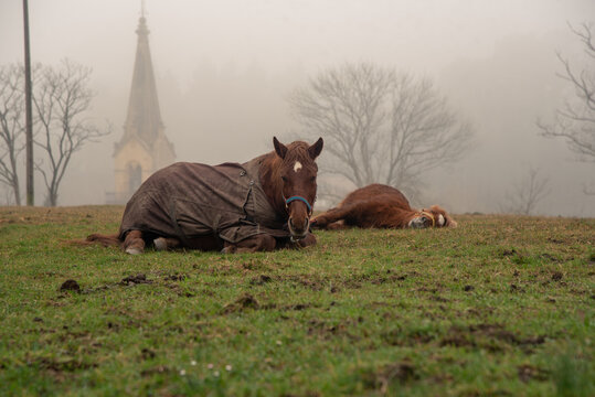 Yegua descansando con su potro en un monte con niebla
