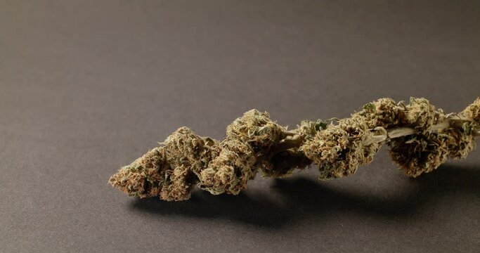 Medical Marijuana Buds. Dried Cannabis Plant, close up. Panning movement over Marijuana in 4K