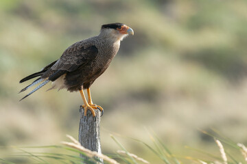 The crested caracara (Caracara plancus)