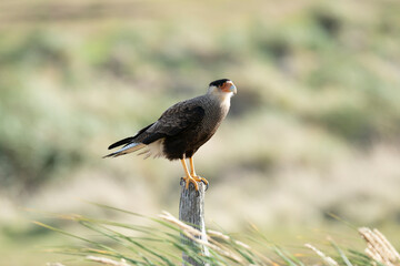 The crested caracara (Caracara plancus)