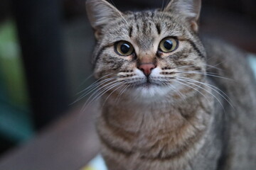 the cat is sitting outside
