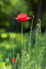 Obraz premium Bright red poppy flower (Papáver) outdoors in sunlight