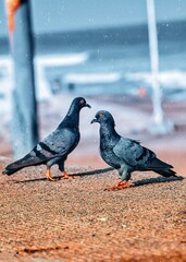 pigeons on the beach