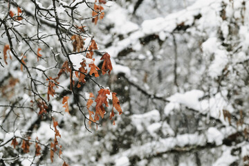 Winter snow on trees for cold weather in Texas nature.