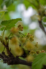 currant bushes in the garden