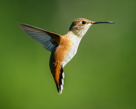 Rufous Hummingbird hovering in profile with wings back and head forward  against a green background during the summer in Washington State