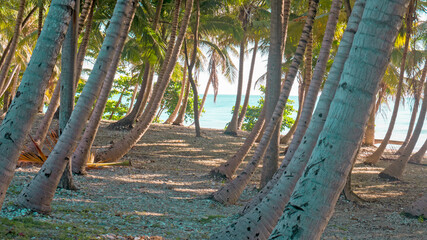 Beach Front, Coconut Trees, Paraiso Beach, Dominican Republic