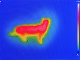 Infrared Thermal image of a domestic cat - 410981432