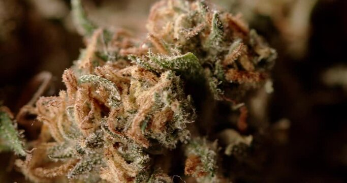 Closeup Marijuana Bud. Drug and Medicine use with CBD and THC. Marijuana, weed, drug smoking concept