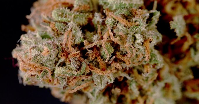 Hemp closeup of Bud. Weed blossom with THC and CBD. Drug and Medicine in one plant