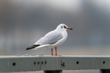 the urban black headed gull
