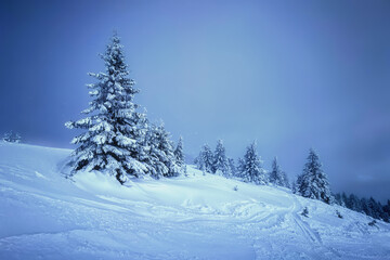 frozen trees with snow virgin nature winter still life