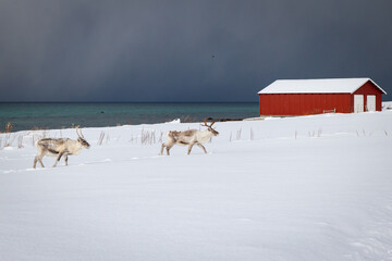 Fjord, blue sea, fisherman's house, reindeer looking for food in the snow and the road completely...