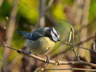 A Blue Tit (Parus caeruleus) perched on a hazel branch in bud.Garden bird bathed in sunshine.