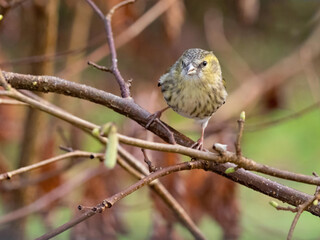 A female Siskin (spinus spinus) perched amongst hazel branches.Natural pose.