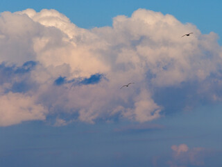 Dramatic sunset sky with heavy cumulus clouds. The sky with a background of cumulus clouds for the...