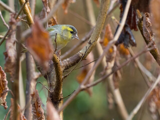 A siskin (spinus spinus) amongst hazel branches 