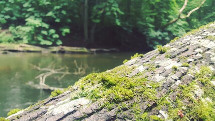 Close up of Cyan lichen and other lichens and moss