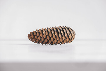 One pine cone on a white background. Copy, empty space for text