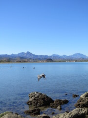 Fototapeta na wymiar pelicans close to Loreto in Baja California Sur in the month of January, Mexico