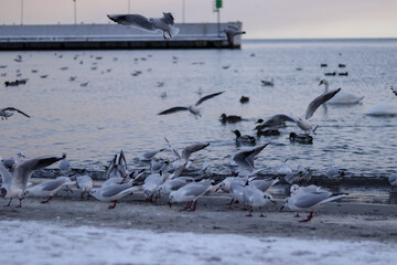 seagulls on the snow
