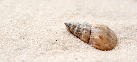 small seashell with white sand as background