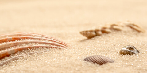 Colored seashells close-up on a sandy beach with blurry sand on the background