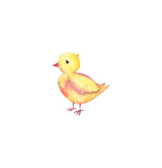 Watercolor cute yellow baby chicken isolated on white background. Chick. Easter. Hand drawing.