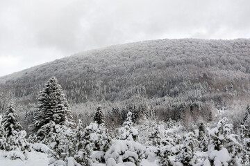 Winter forest. Coniferous and deciduous trees are covered with snow. The sky is gray or blue. Landscape and nature far from civilization. There is no one around. Cold. Mountains in winter.