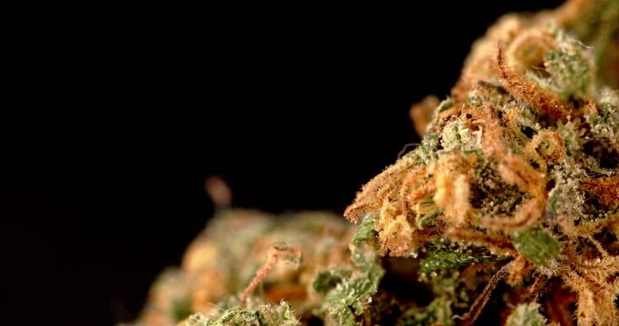 Cannabis Plant Recreational Marijuana Buds Close Up. Macro of Bud extreme closeup. Medicinal Hemp
