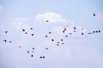 Fototapeta premium Flock of birds flying in the blue sky