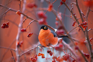 Bullfinch on a branch is eating red berry. Pyrrhula-pyrrhula
