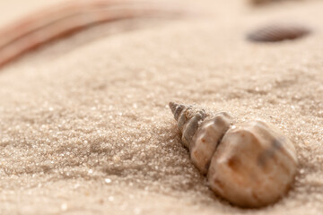 small seashell with white sand as background