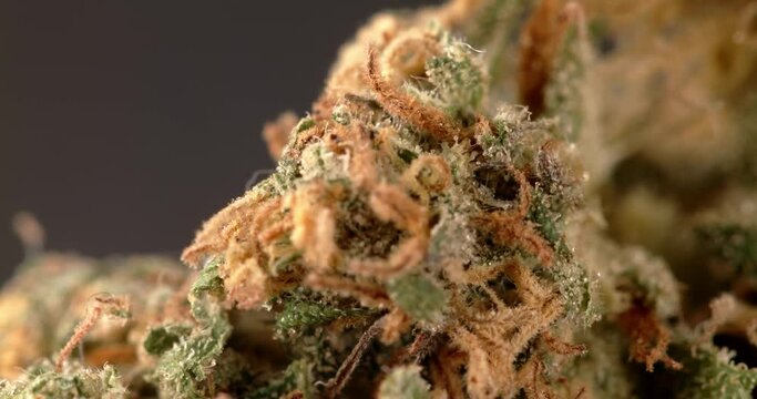 Hemp closeup of Bud. Weed blossom with THC and CBD. Drug and Medicine in one plant