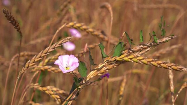 Bl&uuml;hende Ackerwinde an Dinkel&auml;hren in einem Feld in Nahaufnahme
