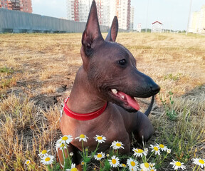 
Dog smile