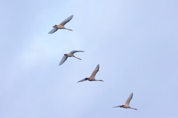 Obraz premium four young swans flying in formation in cloudy sky