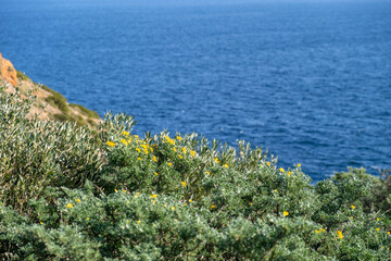 Mediterranean flora, rocky cliffs, blue sea background