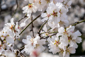Spring blooming. Almond tree blossoming background